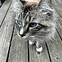 cat, blue_eyes, fluffy, fur, whiskers, wooden_deck, outdoor, animal, pet, close_up, curious, mammal, walking, ears, face, nature, domestic, feline, soft_focus, daylight