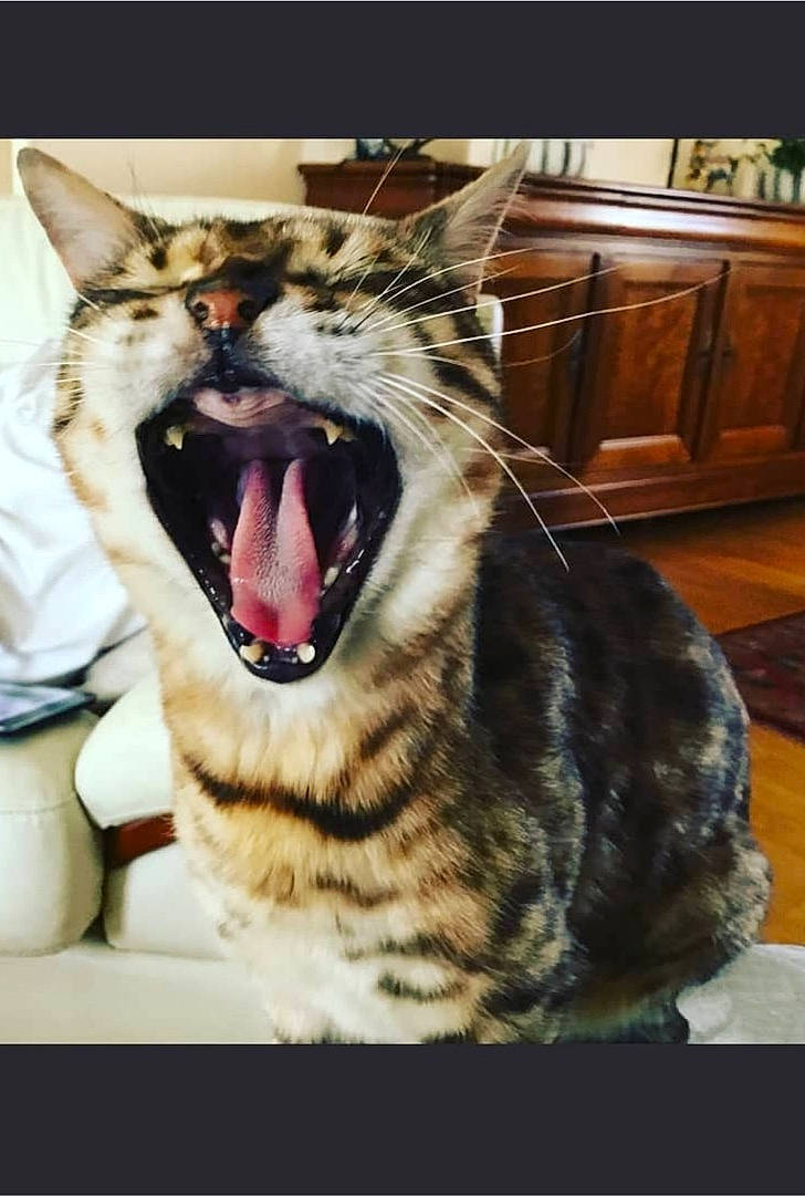 Boris a rejoint le concours — aidez-le/la à gagner de superbes lots ! cabinetry, carnivore, cat, domestic_short_haired_cat, fang, felidae, fur, happy, jaw, paw, photo_caption, rectangle, roar, shout, small_to_medium_sized_cats, smile, snout, tooth, whiskers, yawn
