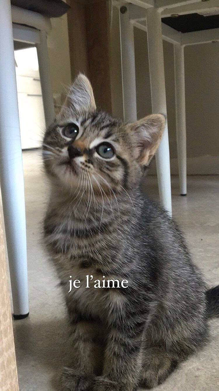 Moly participe au concours pour gagner de l'argent avec cette photo : carnivore, cat, claw, domestic_short_haired_cat, door, felidae, flooring, fur, grey, paw, sitting, small_to_medium_sized_cats, snout, tail, terrestrial_animal, whiskers, wildlife, window