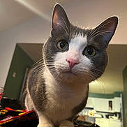 Hoover is registered to the contest to win money with this photo: animal, cat, close_up, curious, cute, domestic, ears, eyes, face, fur, furniture, grey_and_white, home, indoor, kitchen, mammal, nose, pet, snacks, whiskers