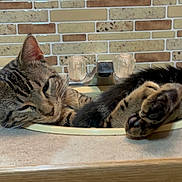 Ollie J Doyle joined the competition — help win amazing prizes! cat, tabby_cat, sink, bathroom, faucet, tile_wall, relaxed, paw, pet, animal, domestic_cat, fur, whiskers, ears, countertop, resting, cute, indoor, sleepy, mammal