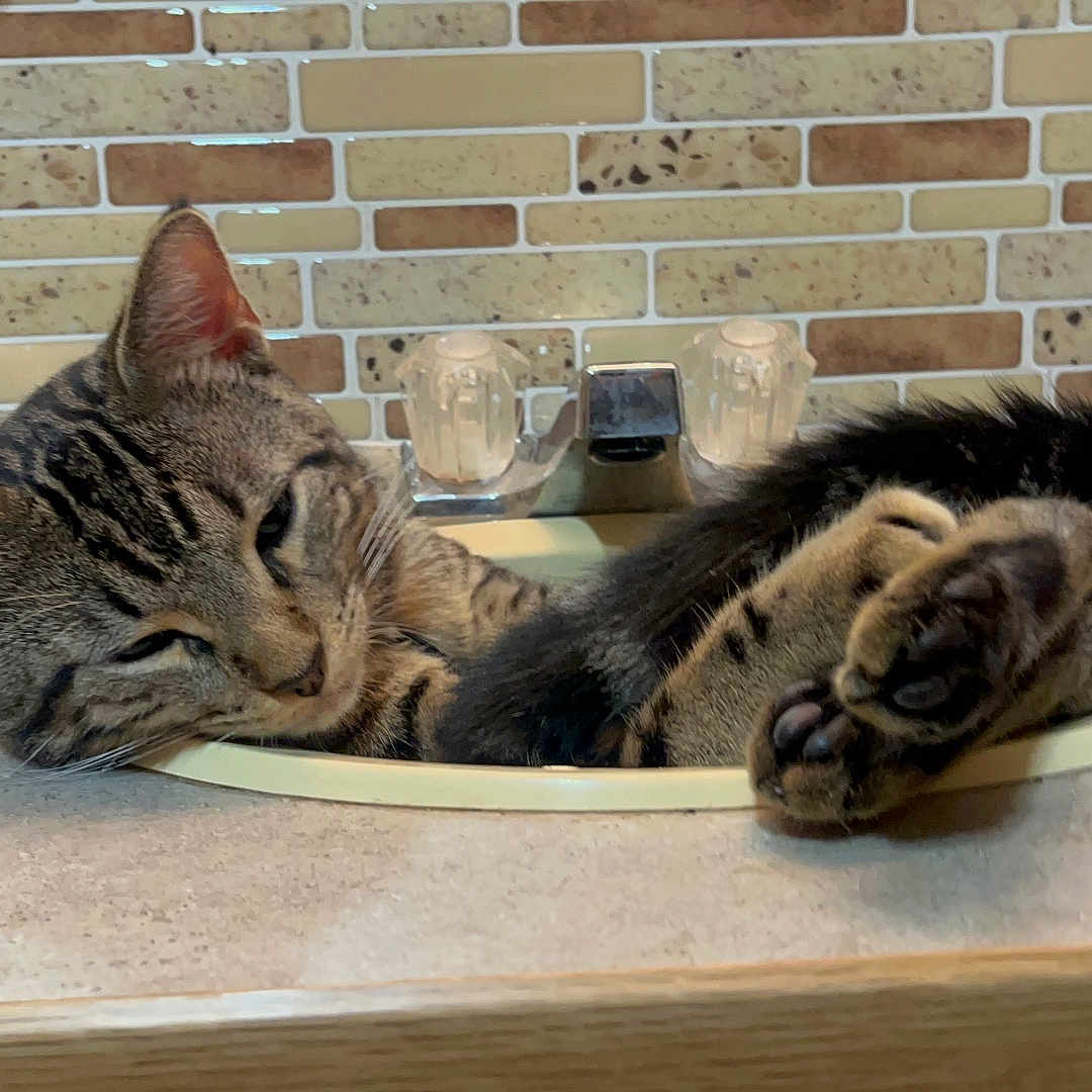 Ollie J Doyle joined the competition — help win amazing prizes! animal, bathroom, cat, countertop, cute, domestic_cat, ears, faucet, fur, indoor, mammal, paw, pet, relaxed, resting, sink, sleepy, tabby_cat, tile_wall, whiskers