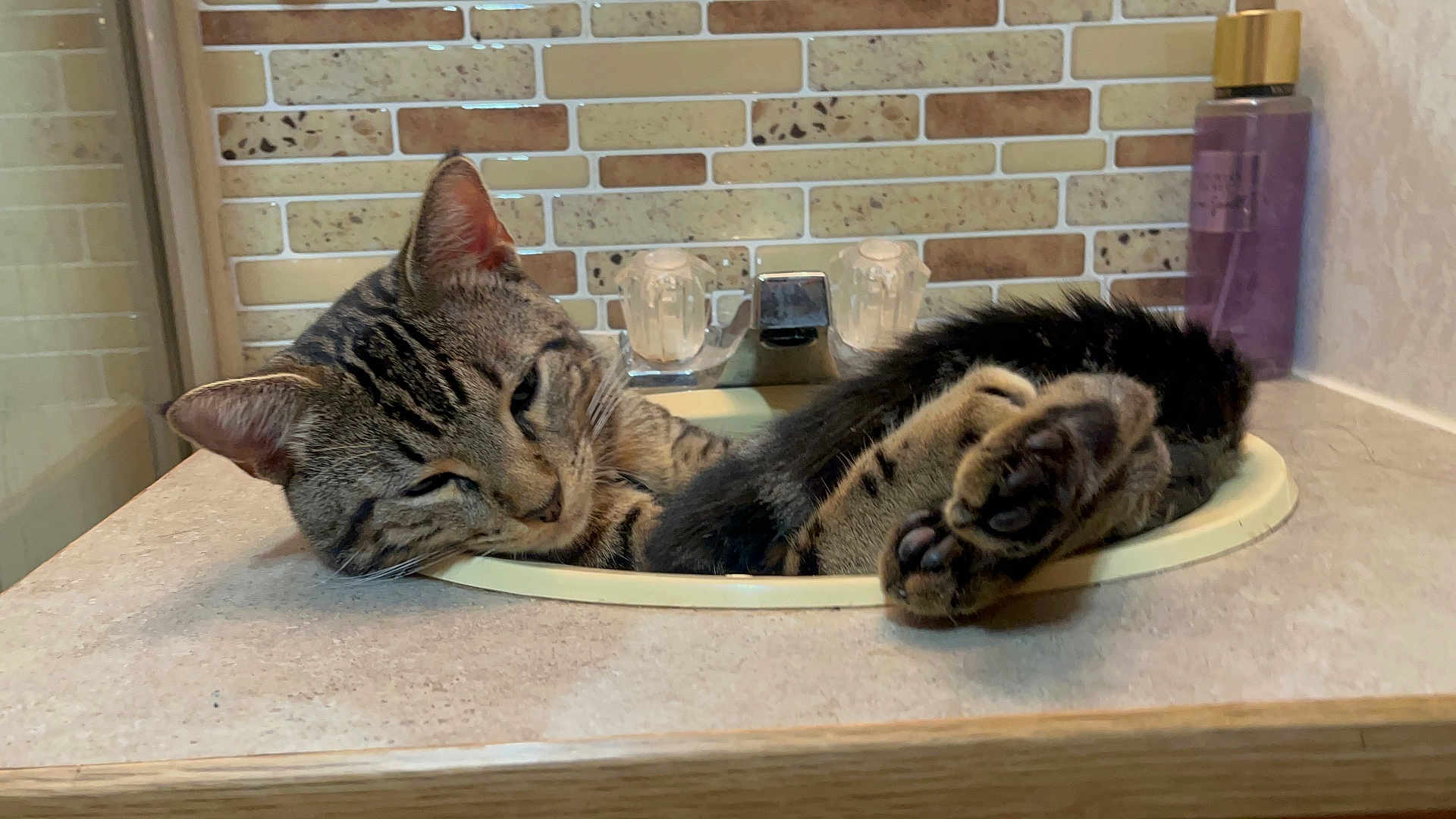 Ollie J Doyle joined the competition — help win amazing prizes! cat, tabby_cat, sink, bathroom, faucet, tile_wall, relaxed, paw, pet, animal, domestic_cat, fur, whiskers, ears, countertop, resting, cute, indoor, sleepy, mammal