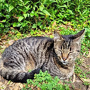 Sauveur a rejoint le concours — aidez-le/la à gagner de superbes lots ! animal, cat, closeup, fur, greenery, ground, leaves, mammal, nature, outdoor, peaceful, pet, plants, relaxed, resting, sleeping, sunlight, tabby_cat, tail, whiskers