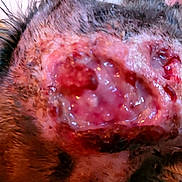 Sauveur participe au concours pour gagner de l'argent avec cette photo : animal, animal_face, cat, close_up, ears, face, fur, health_issue, infection, injury, medical, muzzle, pet, redness, scabbing, skin_condition, swelling, texture, whiskers, wound