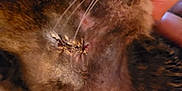 Sauveur a rejoint le concours — aidez-le/la à gagner de superbes lots ! animal, care, cat, close, closeup, domestic, feline, fur, gentle, hand, healing, health, injury, pet, skin, soft, stitches, texture, whiskers, wound