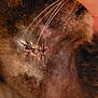 Sauveur a rejoint le concours — aidez-le/la à gagner de superbes lots ! animal, care, cat, close, closeup, domestic, feline, fur, gentle, hand, healing, health, injury, pet, skin, soft, stitches, texture, whiskers, wound