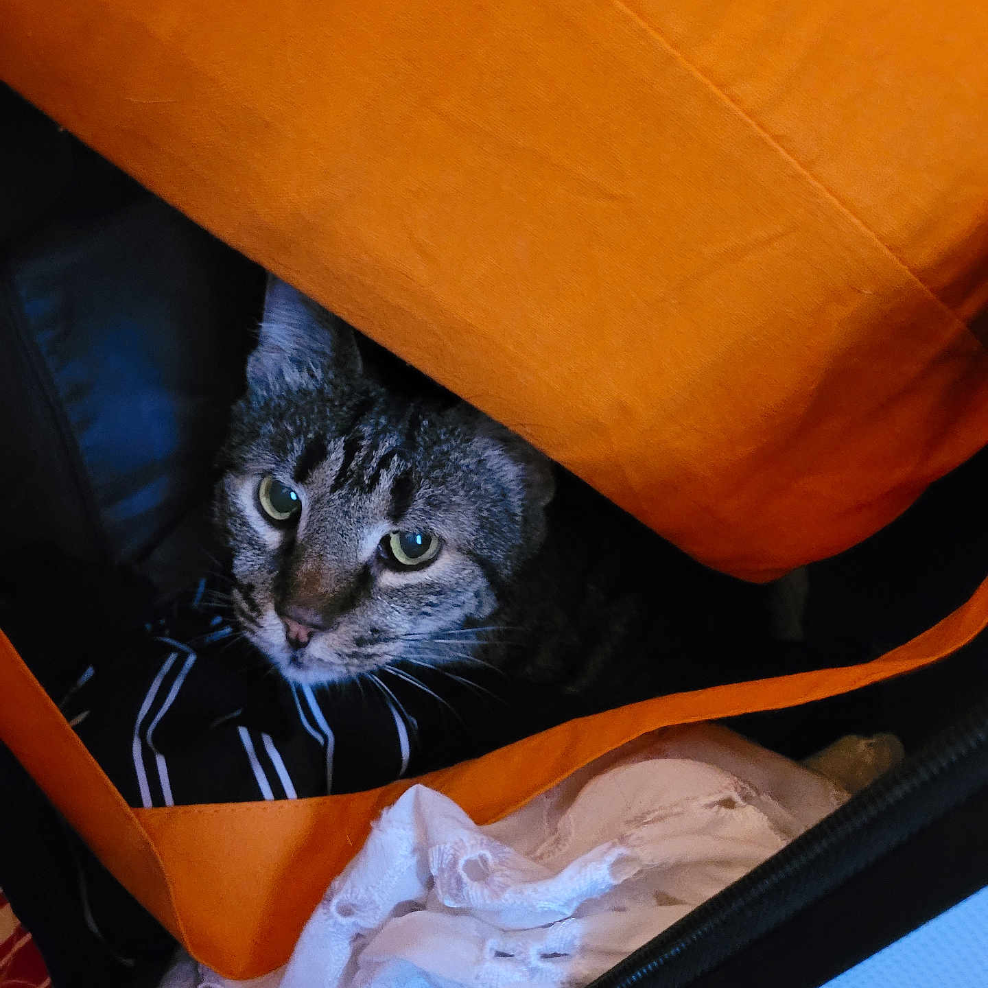Sauveur participe au concours pour gagner de l'argent avec cette photo : animal, cat, closeup, clothes, cozy, curious, cute, domestic, fabric, face, fur, hidden, indoor, orange, pet, resting, striped, suitcase, tabby, whiskers