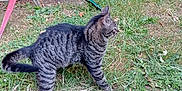 Sauveur participe au concours pour gagner de l'argent avec cette photo : animal, cat, curious, daylight, feline, garden, grass, green_chair, leaf_litter, nature, outdoor, pet, plastic_chair, red_chair, side_view, stacked_chairs, striped, tabby_cat, walking, white_chair
