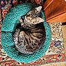 Sauveur participe au concours pour gagner de l'argent avec cette photo : cardboard_boxes, cat, cozy, curled_up, fur, furniture, home, indoor, leather_couch, patterned_rug, peaceful, pet_bed, resting, rug, sleeping_cat, soft_texture, tabby_cat, turquoise, warm_lighting, wooden_floor