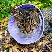 Sauveur participe au concours pour gagner de l'argent avec cette photo : animal, brown, cat, closeup, cone, ears, fur, green, ground, leaves, muzzle, nature, outdoor, pet, plants, purple_cone, resting, tabby, whiskers, wildlife