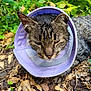 Sauveur participe au concours pour gagner de l'argent avec cette photo : animal, brown, cat, closeup, cone, ears, fur, green, ground, leaves, muzzle, nature, outdoor, pet, plants, purple_cone, resting, tabby, whiskers, wildlife