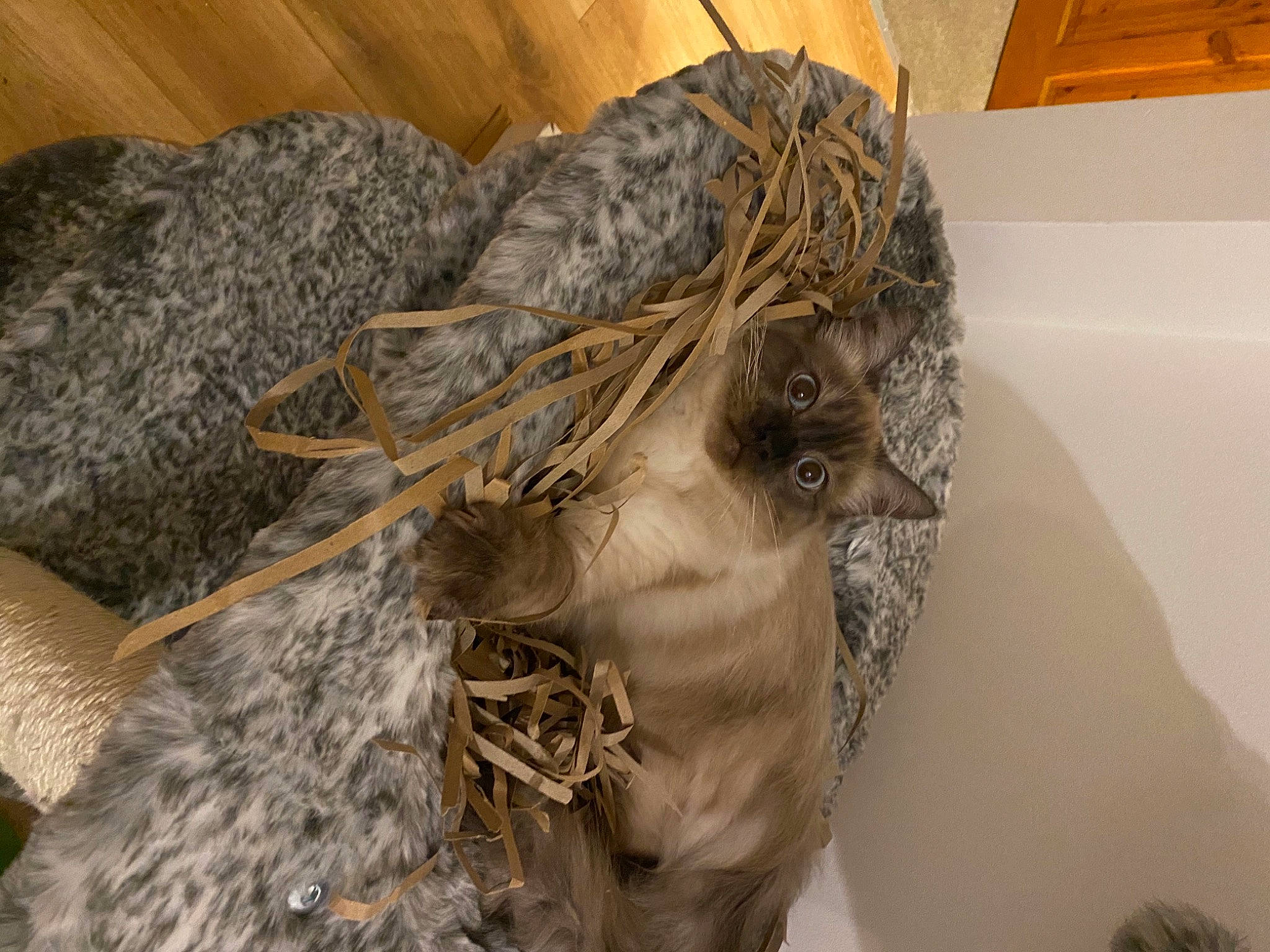 Peter is registered to the contest to win money with this photo: art, fashion_accessory, fashion_design, feather, fur, fur_clothing, hide, linens, natural_material, pattern, sporting_group, thread, vertebrate, visual_arts, wood, wool, woolen