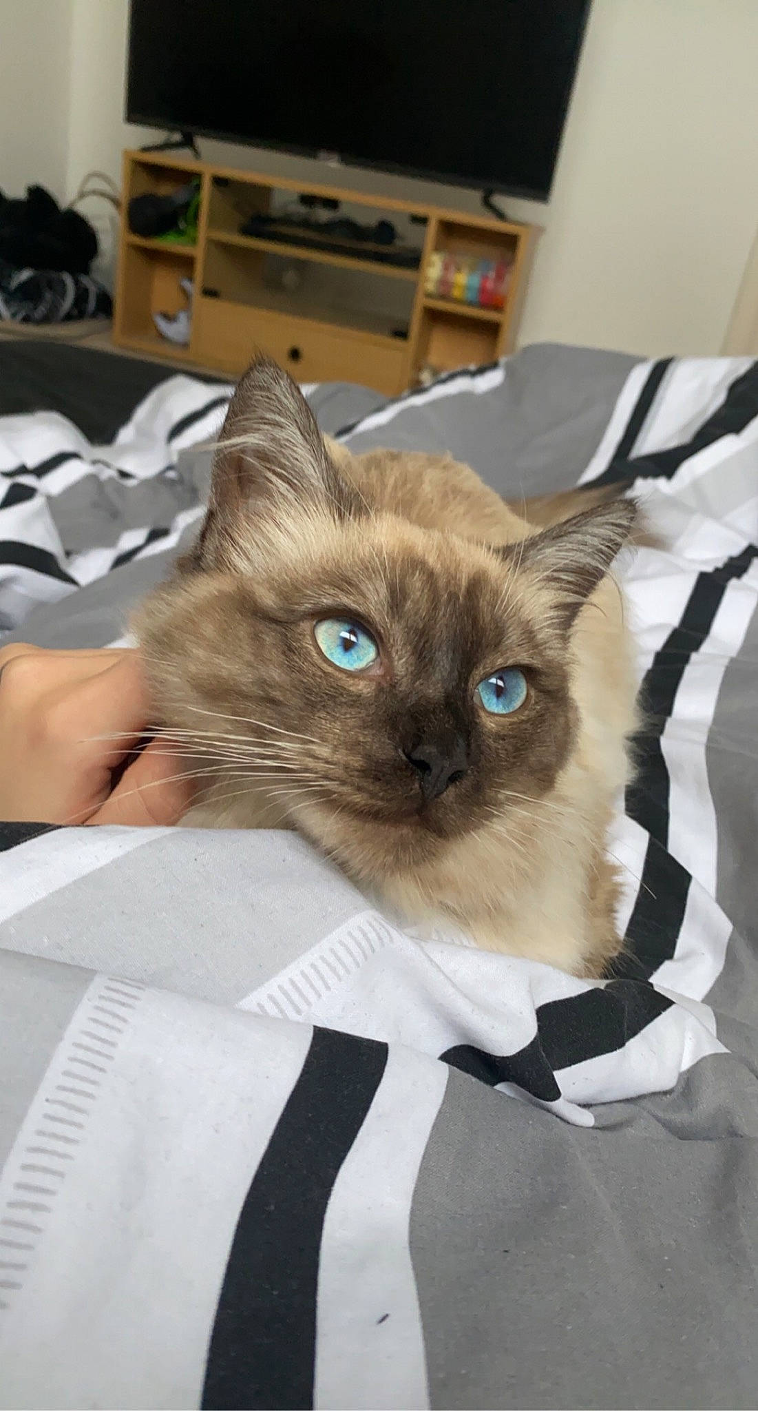 Peter joined the competition — help win amazing prizes! bag, balinese, birman, box, carnivore, cat, comfort, domestic_short_haired_cat, eye, fawn, felidae, fur, pet_supply, shipping_box, siamese, small_to_medium_sized_cats, snout, thai, tonkinese, whiskers