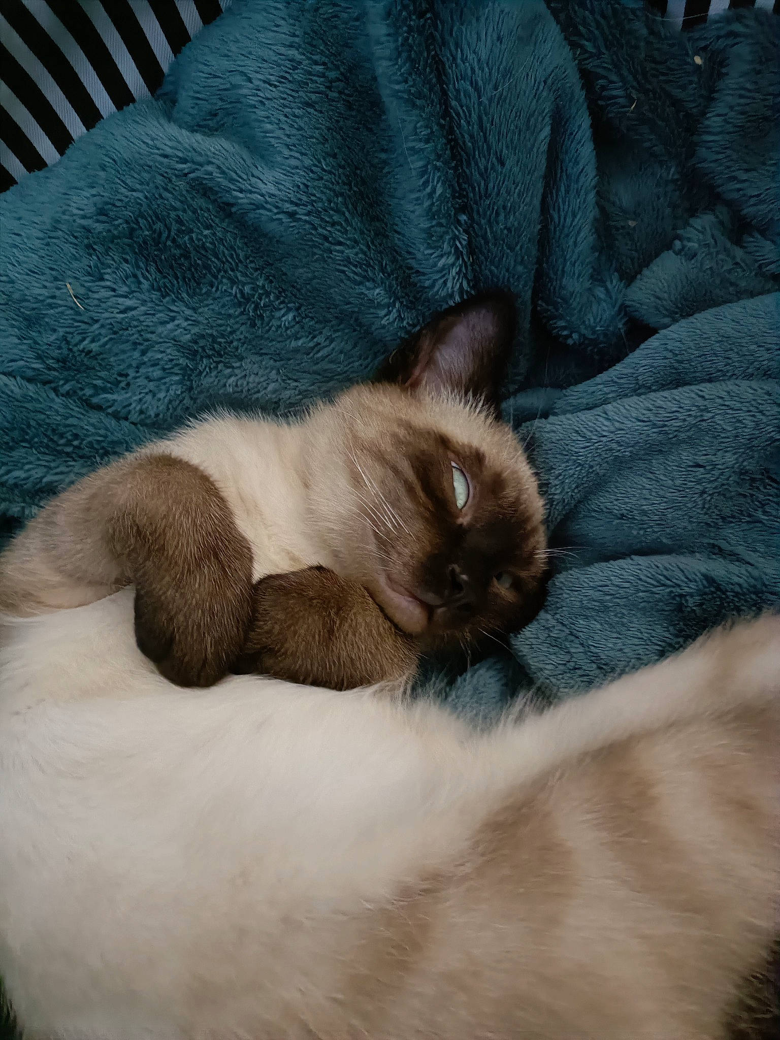 Wasabi a rejoint le concours — aidez-le/la à gagner de superbes lots ! balinese, birman, carnivore, cat, claw, comfort, domestic_short_haired_cat, fawn, felidae, fur, linens, nap, paw, siamese, small_to_medium_sized_cats, tail, textile, thai, whiskers, wildlife