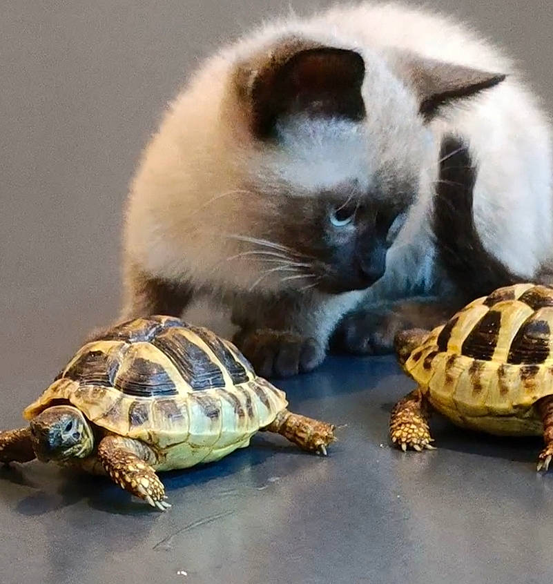 Wasabi a rejoint le concours — aidez-le/la à gagner de superbes lots ! art, balinese, birman, carnivore, cat, felidae, fur, light, metal, organism, reptile, siamese, small_to_medium_sized_cats, still_life_photography, tail, terrestrial_animal, thai, tortoise, whiskers, wildlife