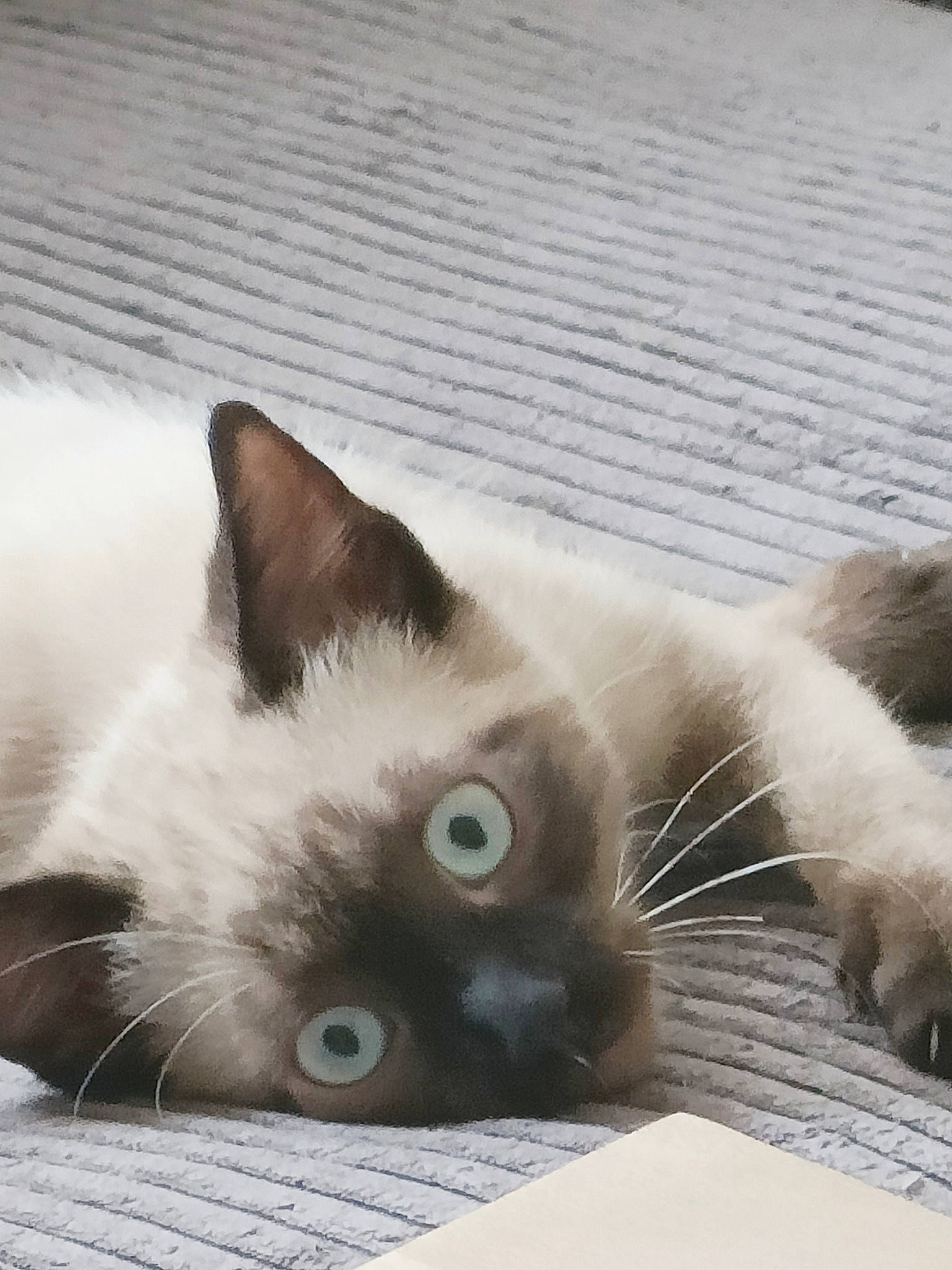 Wasabi a rejoint le concours — aidez-le/la à gagner de superbes lots ! carnivore, cat, comfort, eye, fawn, felidae, flooring, fur, grey, head, iris, mammal, paw, siamese, small_to_medium_sized_cats, snout, tail, thai, vertebrate, whiskers