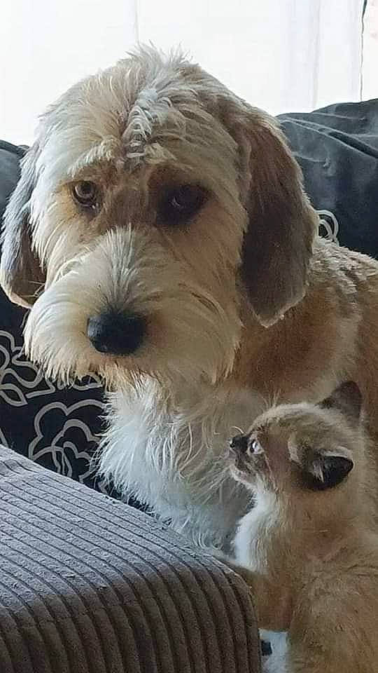 Paco participe au concours pour gagner de l'argent avec cette photo : canidae, carnivore, cat, collar, companion_dog, dog, dog_breed, dog_collar, fur, mammal, small_terrier, snout, sporting_group, tableware, terrier, toy_dog, vertebrate, water_dog, whiskers, working_animal