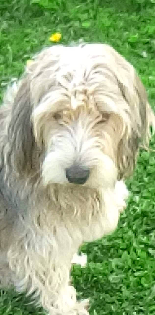 Paco a rejoint le concours — aidez-le/la à gagner de superbes lots ! canidae, carnivore, companion_dog, dog, dog_breed, fur, grass, groundcover, non_sporting_group, snout, sporting_group, terrestrial_animal, terrier, water_dog, working_animal