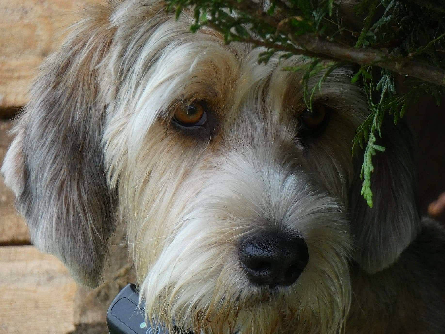 Paco a rejoint le concours — aidez-le/la à gagner de superbes lots ! canidae, carnivore, companion_dog, dog, dog_breed, liver, maltepoo, puppy, small_terrier, snout, sporting_group, terrestrial_animal, terrier, toy_dog, wood, working_animal