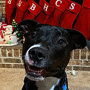 Lucy is registered to the contest to win money with this photo: dog, black_dog, white_markings, blue_collar, happy, smiling, fireplace, brick_wall, carpet, christmas_stockings, red_stockings, holiday_decor, snowman_figurine, festive, indoor, pet, animal, cute, portrait, holiday