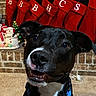 dog, black_dog, white_markings, blue_collar, happy, smiling, fireplace, brick_wall, carpet, christmas_stockings, red_stockings, holiday_decor, snowman_figurine, festive, indoor, pet, animal, cute, portrait, holiday