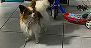 Life a rejoint le concours — aidez-le/la à gagner de superbes lots ! alert, animal, blue_bag, brown_dog, cute, dog, domestic, floor_tiles, fluffy, furniture, household, indoor, pet, scooter, small_dog, standing, storage_cubes, tile_floor, toy, white_dog