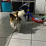 dog, small_dog, indoor, tile_floor, scooter, toy, storage_cubes, blue_bag, white_dog, brown_dog, fluffy, pet, household, floor_tiles, furniture, domestic, animal, cute, standing, alert