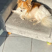 Life participe au concours pour gagner de l'argent avec cette photo : dog, small_dog, pet_sofa, sunlight, indoor, tile_floor, relaxing, cozy, fluffy, brown_and_white, resting, shadow, furniture, home, comfort, cute, animal, paw, ears, quiet