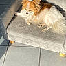 dog, small_dog, pet_sofa, sunlight, indoor, tile_floor, relaxing, cozy, fluffy, brown_and_white, resting, shadow, furniture, home, comfort, cute, animal, paw, ears, quiet
