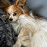 Life participe au concours pour gagner de l'argent avec cette photo : dog, long_hair, fluffy, pet, lying_down, ears, blanket, cozy, indoor, resting, cute, fur, animal, companion, relaxed, looking, paw, snout, friendly, domestic