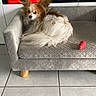 Life participe au concours pour gagner de l'argent avec cette photo : dog, small_dog, pet_sofa, red_toy, indoor, tile_floor, tv, board_games, quilted_fabric, furry, ears, brown_and_white, relaxed, home, living_room, wooden_leg, curled_up, chew_toy, comfortable, cozy