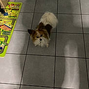 Life a rejoint le concours — aidez-le/la à gagner de superbes lots ! animal, brown_and_white, carpet, chair, children's_toy, companion, cute, dog, domestic, floor, fur, home, indoor, living_room, looking_up, pet, shadow, small_dog, tile_floor, toy