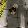 dog, small_dog, indoor, tile_floor, shadow, toy, children's_toy, chair, carpet, pet, fur, brown_and_white, looking_up, floor, home, animal, cute, domestic, companion, living_room