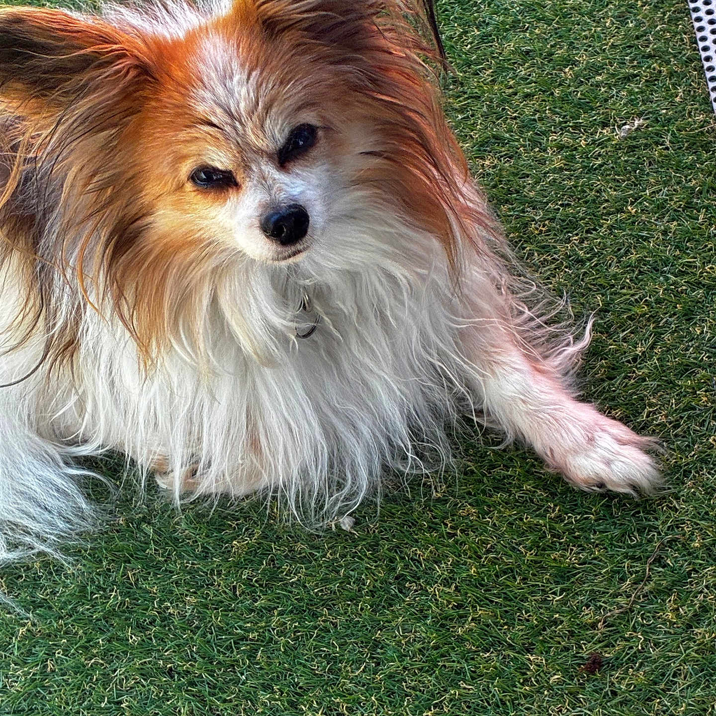 Life a rejoint le concours — aidez-le/la à gagner de superbes lots ! dog, papillon, long_hair, fluffy, grass, outdoor, pet, animal, fur, white, brown, black_nose, ears, paw, sunlight, closeup, portrait, relaxed, nature, cute