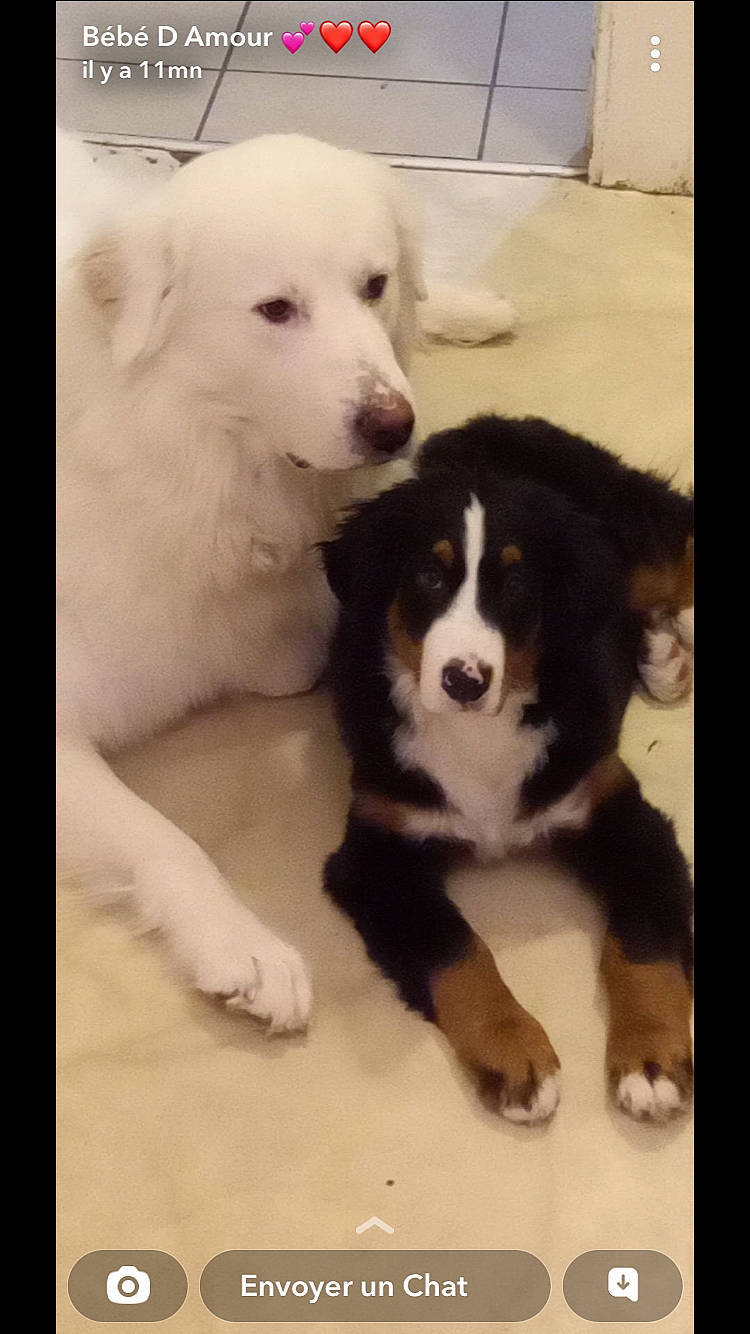 Tokyo participe au concours pour gagner de l'argent avec cette photo : bored, canidae, carnivore, companion_dog, dog, dog_breed, door, flooring, fur, herding_dog, snout, sporting_group, terrestrial_animal, working_animal, working_dog