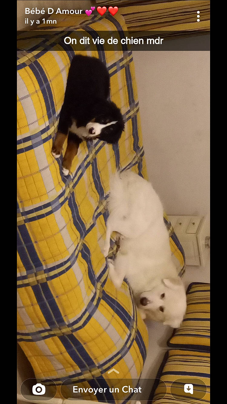 Tokyo a rejoint le concours — aidez-le/la à gagner de superbes lots ! animal_shelter, cage, carnivore, cat, cat_supply, comfort, companion_dog, dog_breed, dog_supply, felidae, fur, kennel, mammal, pet_supply, small_to_medium_sized_cats, snout, sporting_group, tail, vertebrate, whiskers