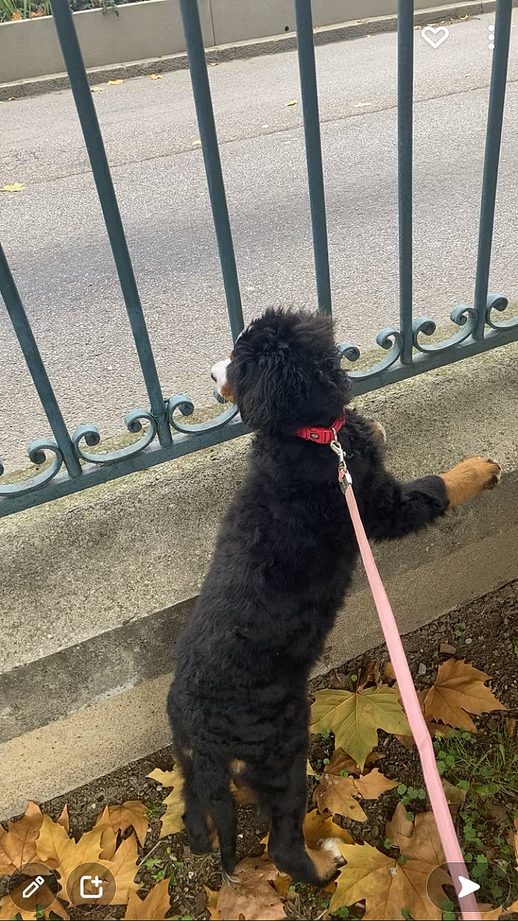 Tokyo participe au concours pour gagner de l'argent avec cette photo : carnivore, collar, companion_dog, dog, dog_breed, dog_collar, dog_supply, fence, grass, leash, pet_supply, poodle, shadow, snout, sporting_group, tail, terrier, toy_dog, water_dog, working_animal