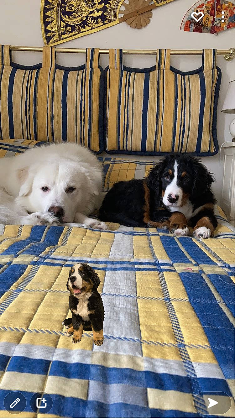 Tokyo participe au concours pour gagner de l'argent avec cette photo : blue, canidae, carnivore, chair, companion_dog, couch, dog, dog_breed, dog_supply, floor, flooring, fur, living_room, mammal, pattern, room, toy_dog, vertebrate, wood, working_animal