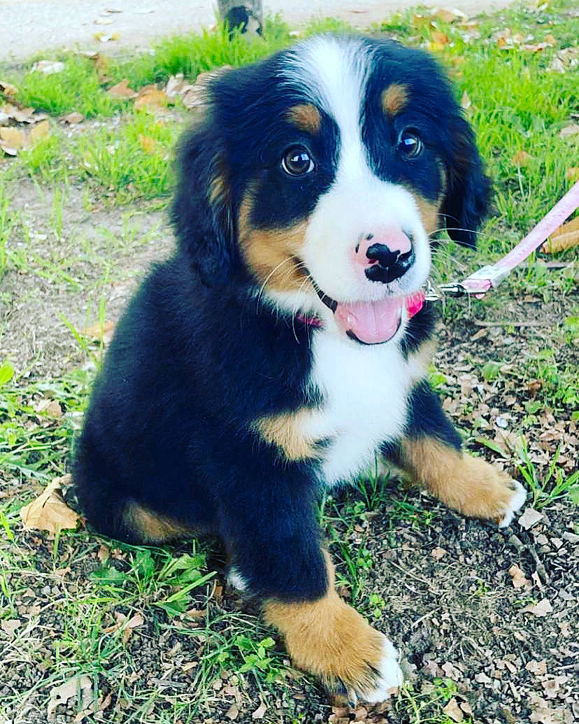 Tokyo participe au concours pour gagner de l'argent avec cette photo : ball, bernese_mountain_dog, border_collie, canidae, carnivore, companion_dog, dog, dog_breed, grass, herding_dog, plant, puppy, snout, sporting_group, terrestrial_animal, whiskers, working_animal, working_dog