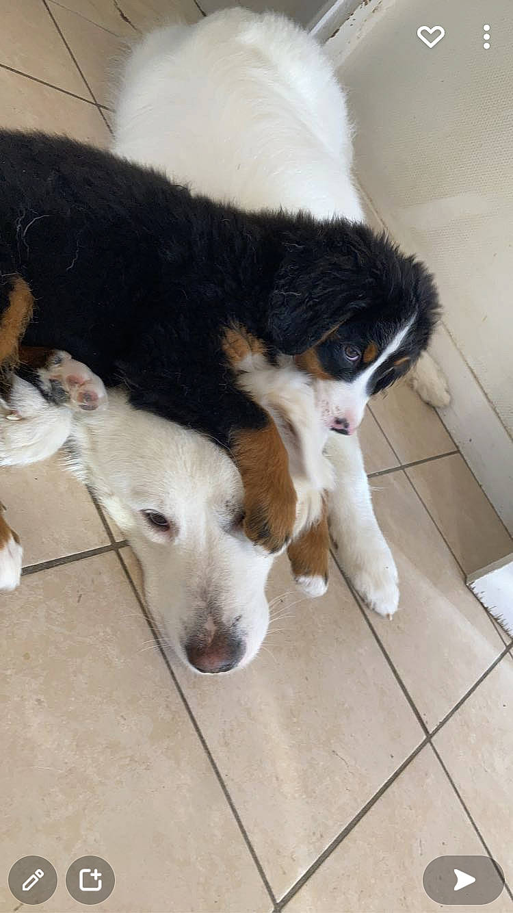 Sniper Tokyo a rejoint le concours — aidez-le/la à gagner de superbes lots ! bored, canidae, carnivore, companion_dog, dog, dog_breed, fawn, flooring, fur, hardwood, herding_dog, paw, puppy, snout, sporting_group, tail, terrestrial_animal, whiskers, working_animal, working_dog