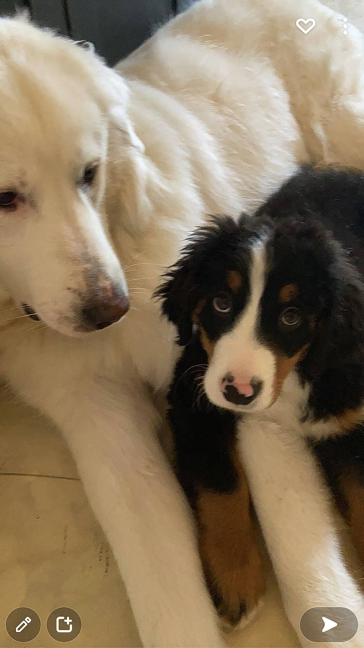 Sniper Tokyo participe au concours pour gagner de l'argent avec cette photo : ancient_dog_breeds, border_collie, bored, canidae, carnivore, companion_dog, dog, dog_breed, fur, herding_dog, livestock_guardian_dog, puppy, retriever, slovak_cuvac, snout, sporting_group, terrestrial_animal, whiskers, working_animal, working_dog