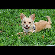 Cash is registered to the contest to win money with this photo: alert, animal, calm, canine, cute, daylight, dog, ears, fur, grass, greenery, harness, leash, lying_down, mammal, nature, outdoor, pet, small_dog, tan_dog