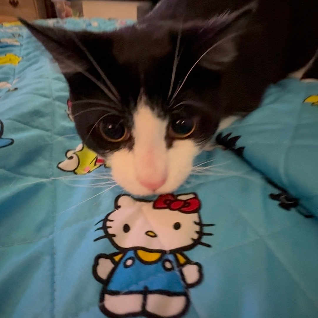 Tequila Rodriguez.m is registered to the contest to win money with this photo: animal, bedroom, black_and_white_cat, blanket, cartoon, cat, close_up, colorful, curious, cute, domestic_cat, furniture, hello_kitty, indoor, mammal, pet, playful, quilt, soft_lighting, whiskers