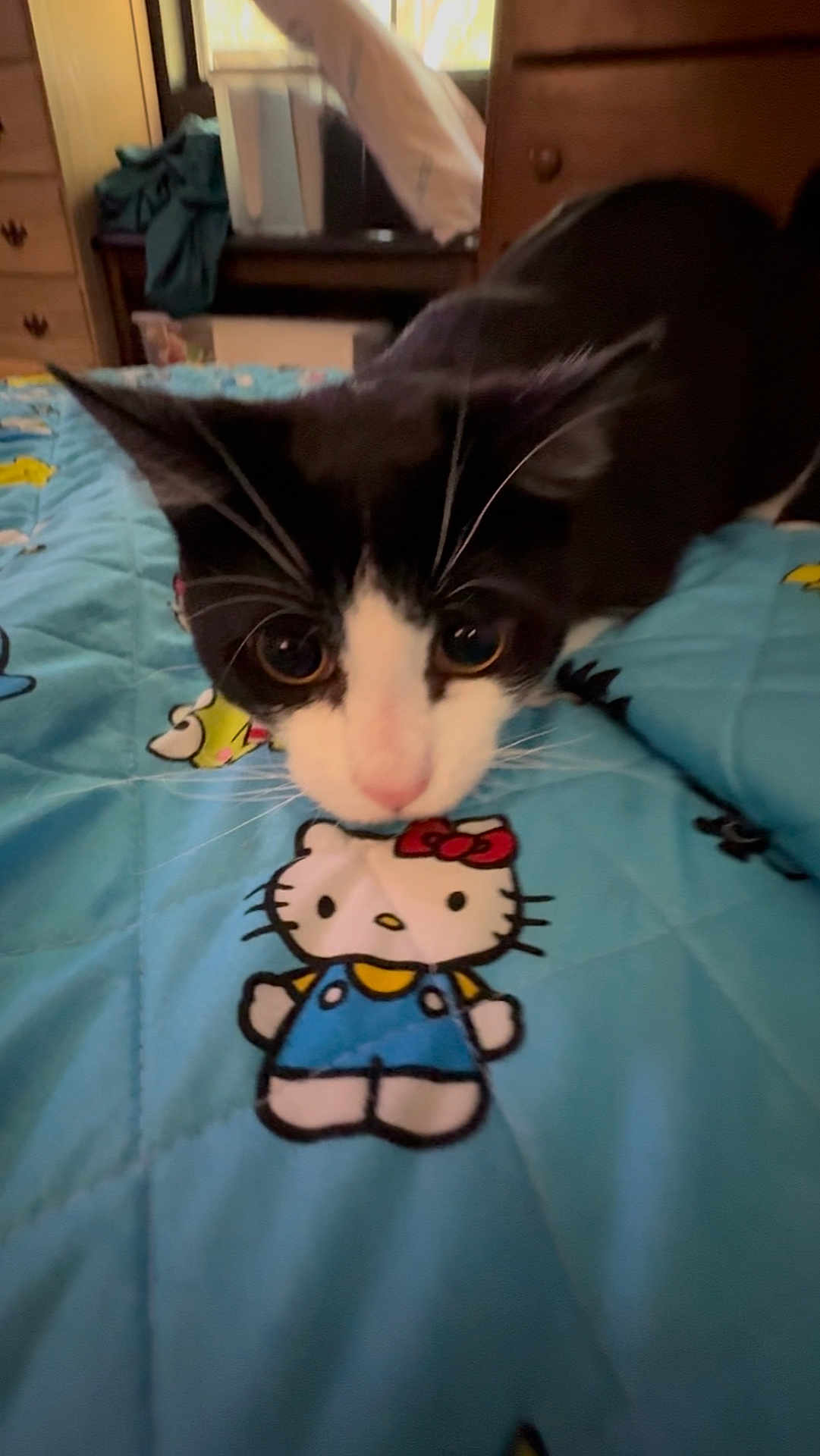 Tequila Rodriguez.m is registered to the contest to win money with this photo: cat, black_and_white_cat, bedroom, blanket, hello_kitty, cartoon, curious, pet, indoor, close_up, furniture, colorful, quilt, whiskers, animal, mammal, cute, soft_lighting, domestic_cat, playful