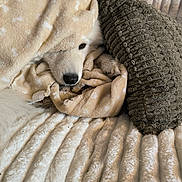 Oka a rejoint le concours — aidez-le/la à gagner de superbes lots ! animal, blanket, canine, cat, clothing, couch, cushion, dog, furniture, homedecor, hound, husky, kitten, labradorretriever, linen, person, pet, puppy, quilt, sleeping