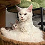 animal, cat, cat_tree, companion, cozy, curious, cute, ears, feline, fluffy, fur, hammock, indoor, nose, pet, relaxed, resting, two_cats, whiskers, white_cat