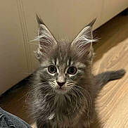 Yumi a rejoint le concours — aidez-le/la à gagner de superbes lots ! animal, cat, curious, cute, domestic_cat, ears, feline, floor, fluffy, grey_fur, household, indoor, kitten, looking, pet, portrait, sitting, whiskers, wooden_floor, young
