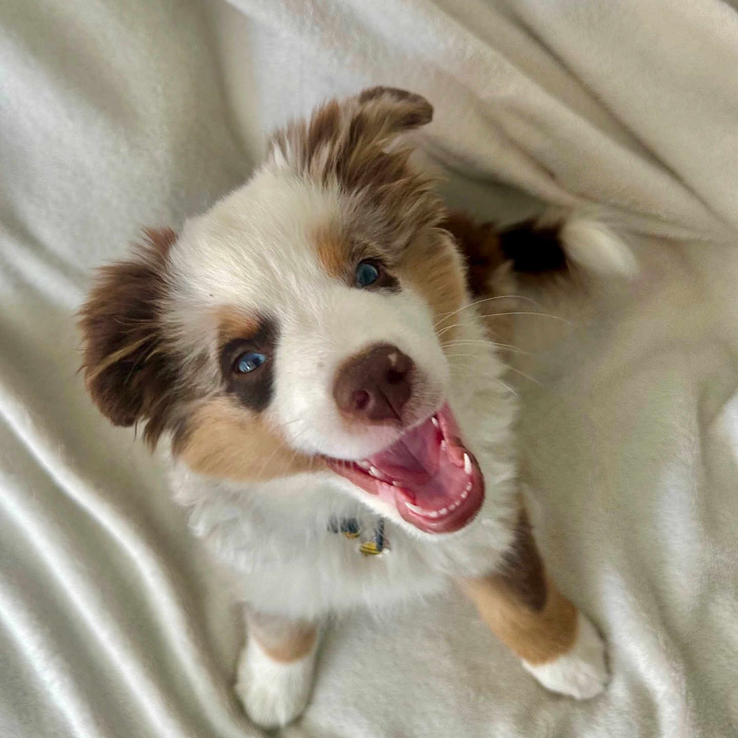 Aïko participe au concours pour gagner de l'argent avec cette photo : puppy, dog, happy, smiling, blue_eyes, fluffy, fur, pet, canine, blanket, soft, cute, young, indoors, collar, playful, animal, friendly, sitting, looking_up