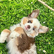 Aïko participe au concours pour gagner de l'argent avec cette photo : puppy, dog, grass, greenery, flower, cute, fluffy, outdoor, pet, animal, playful, lying_down, nature, ears, blue_eyes, fur, adorable, small, young, background